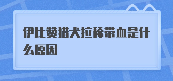 伊比赞猎犬拉稀带血是什么原因