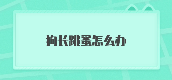 狗长跳蚤怎么办？