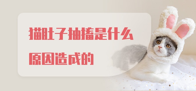 猫肚子抽搐是什么原因造成的