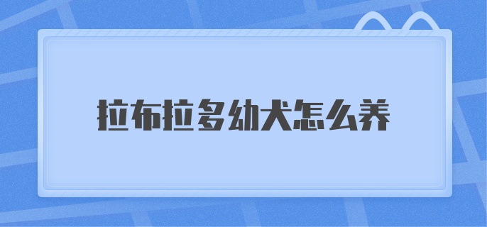 拉布拉多幼犬怎么养