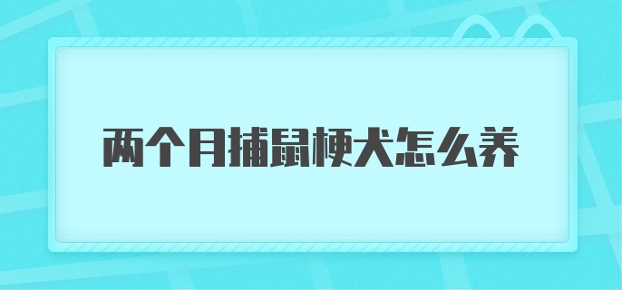 两个月捕鼠梗犬怎么养