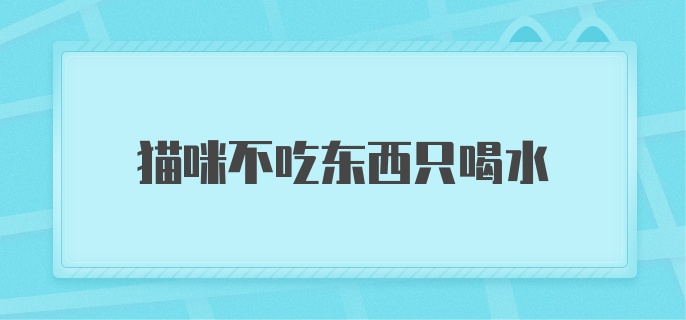 猫咪不吃东西只喝水