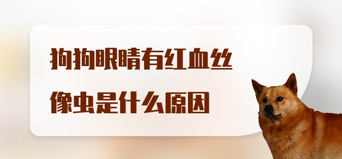 狗狗眼睛有红血丝像虫是什么原因