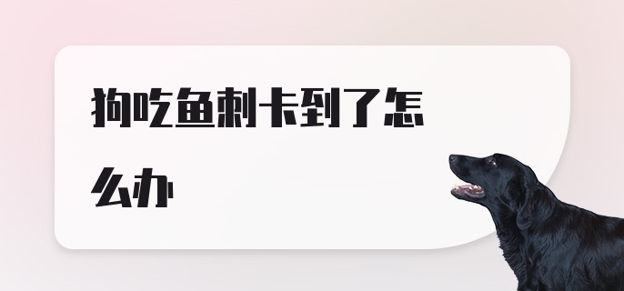 狗吃鱼刺卡到了怎么办