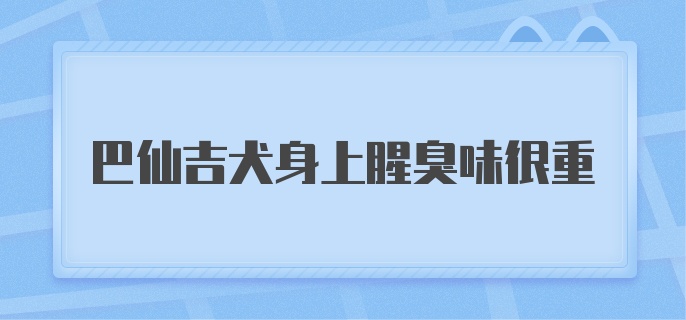 巴仙吉犬身上腥臭味很重