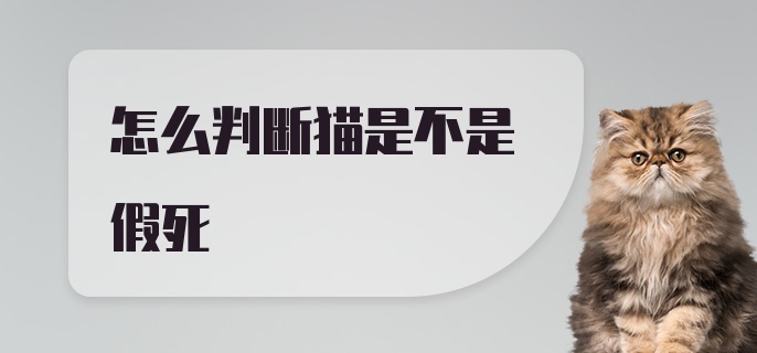 怎么判断猫是不是假死