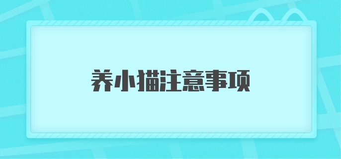 养小猫注意事项