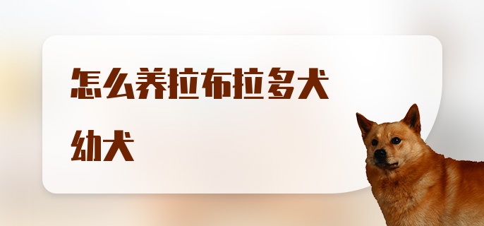 怎么养拉布拉多犬幼犬