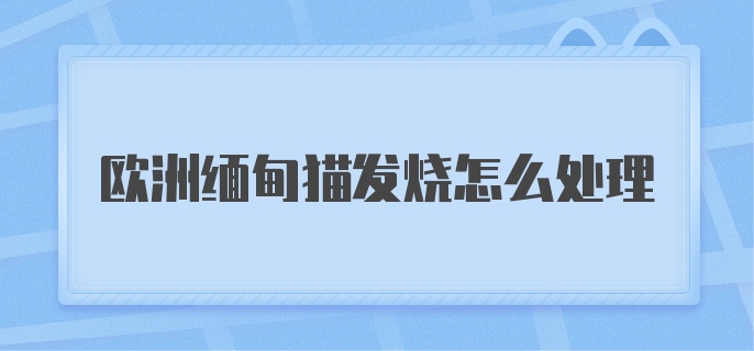 欧洲缅甸猫发烧怎么处理