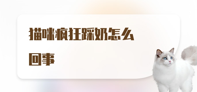 猫咪疯狂踩奶怎么回事