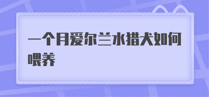 一个月爱尔兰水猎犬如何喂养