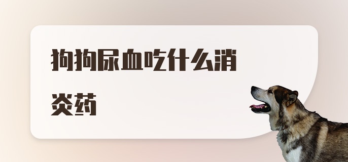 狗狗尿血吃什么消炎药