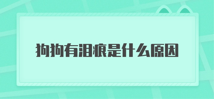 狗狗有泪痕是什么原因