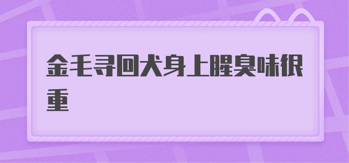 金毛寻回犬身上腥臭味很重