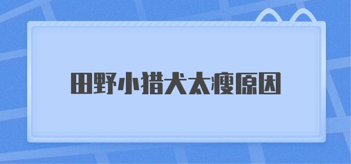 田野小猎犬太瘦原因