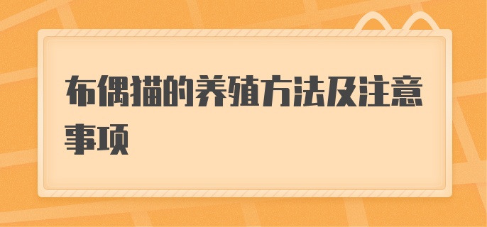 布偶猫的养殖方法及注意事项