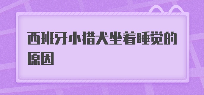 西班牙小猎犬坐着睡觉的原因