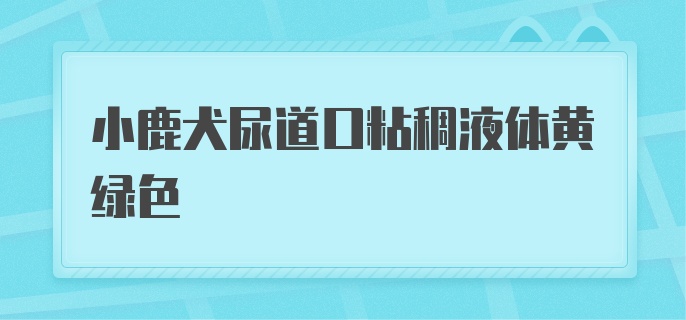 小鹿犬尿道口粘稠液体黄绿色