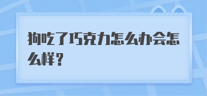 狗吃了巧克力怎么办会怎么样?