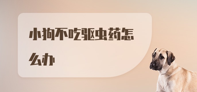 小狗不吃驱虫药怎么办