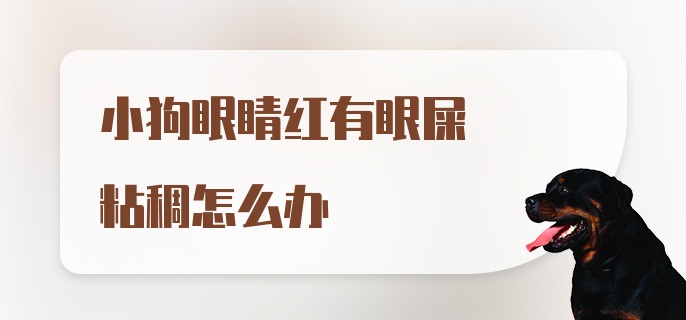 小狗眼睛红有眼屎粘稠怎么办