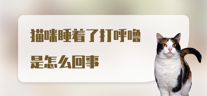 猫咪睡着了打呼噜是怎么回事