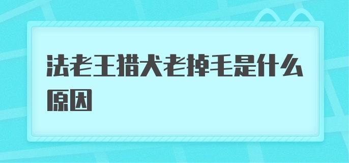 法老王猎犬老掉毛是什么原因