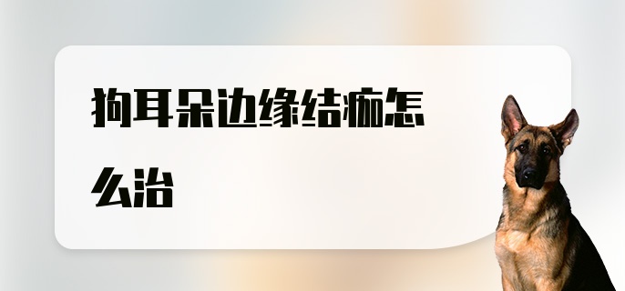 狗耳朵边缘结痂怎么治