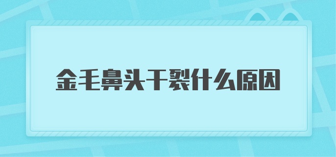 金毛鼻头干裂什么原因