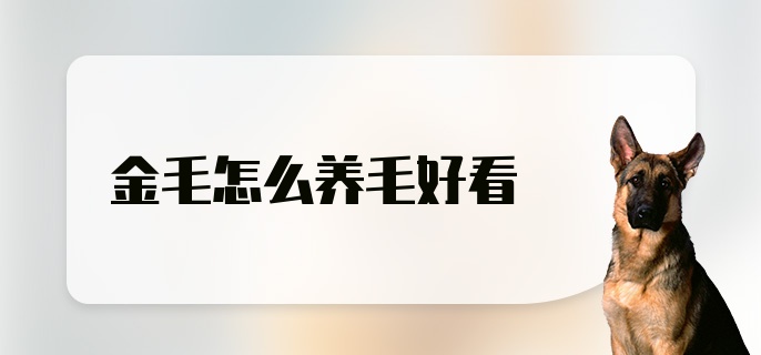 金毛怎么养毛好看