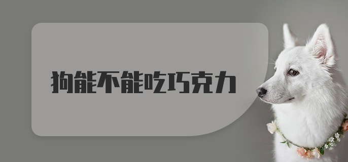 狗能不能吃巧克力