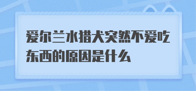 爱尔兰水猎犬突然不爱吃东西的原因是什么