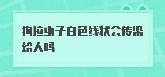 狗拉虫子白色线状会传染给人吗