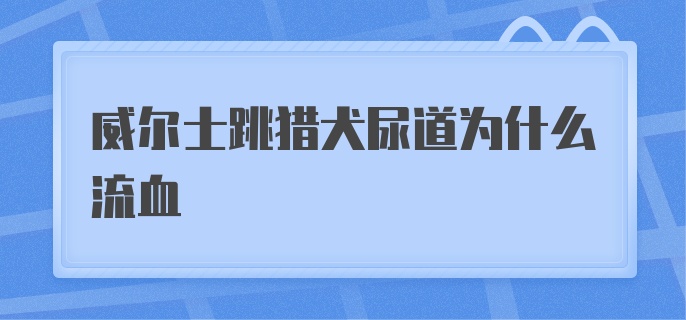 威尔士跳猎犬尿道为什么流血