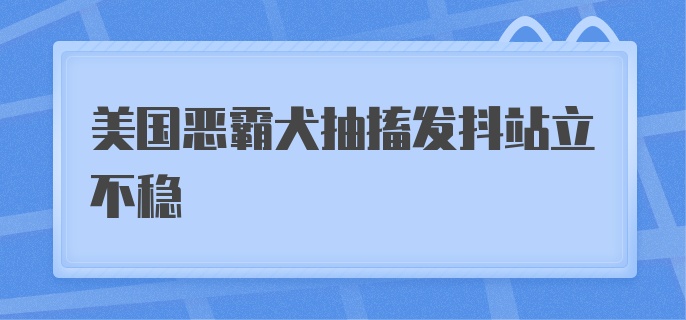 美国恶霸犬抽搐发抖站立不稳