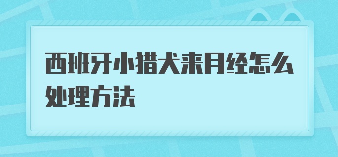 西班牙小猎犬来月经怎么处理方法