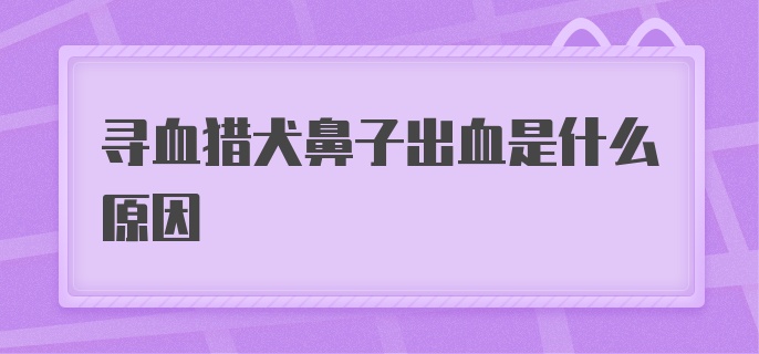 寻血猎犬鼻子出血是什么原因