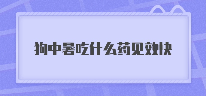 狗中暑吃什么药见效快