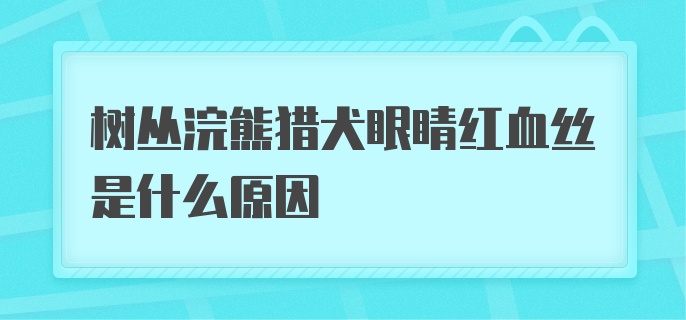 树丛浣熊猎犬眼睛红血丝是什么原因