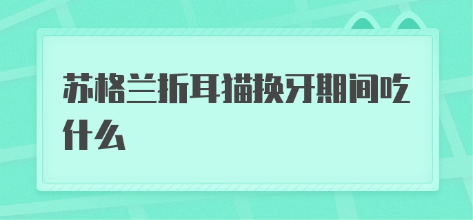 苏格兰折耳猫换牙期间吃什么