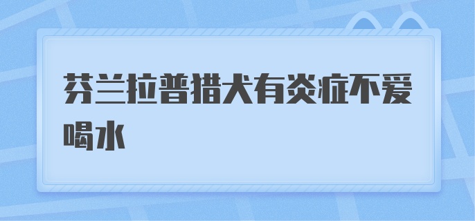 芬兰拉普猎犬有炎症不爱喝水