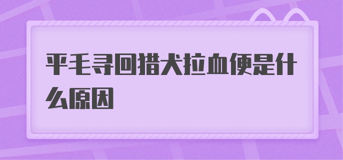 平毛寻回猎犬拉血便是什么原因