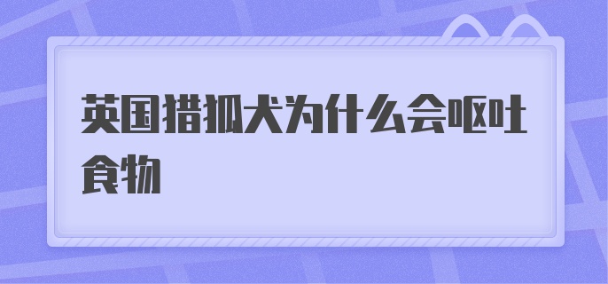 英国猎狐犬为什么会呕吐食物