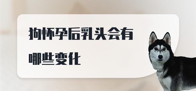 狗怀孕后乳头会有哪些变化