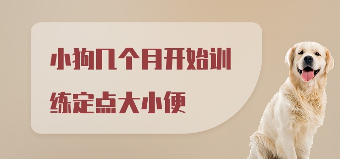 小狗几个月开始训练定点大小便