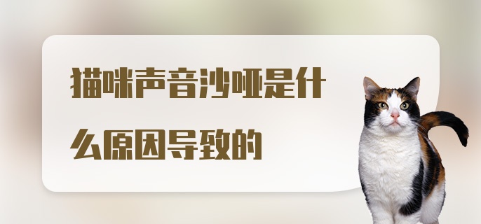 猫咪声音沙哑是什么原因导致的