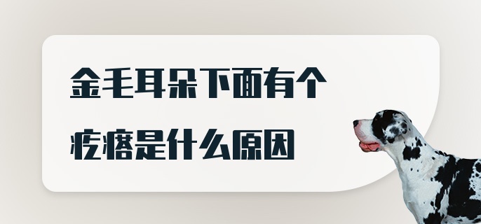 金毛耳朵下面有个疙瘩是什么原因