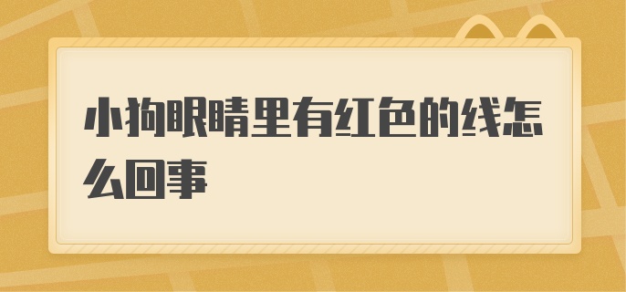 小狗眼睛里有红色的线怎么回事