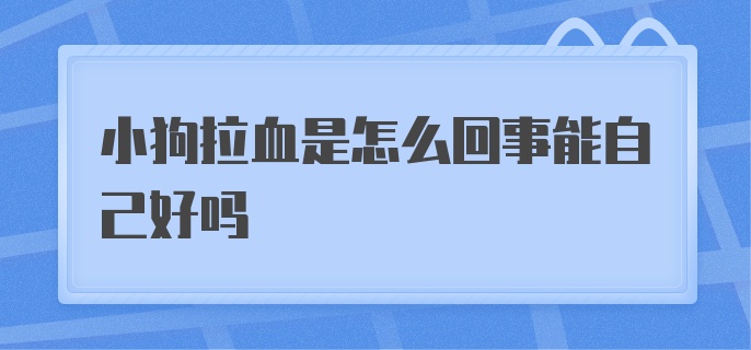 小狗拉血是怎么回事能自己好吗