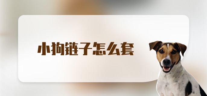 小狗链子怎么套